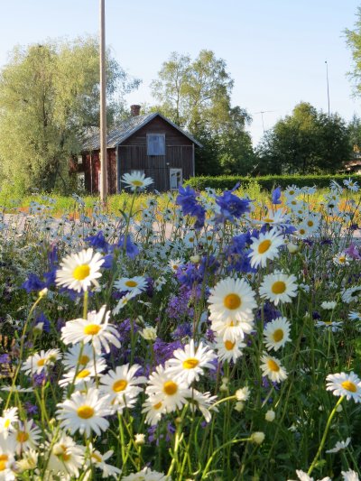 Поле ромашек