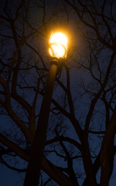 Фонари на деревьях
