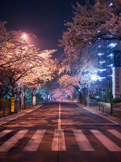 Кимчхон ночная Сакура